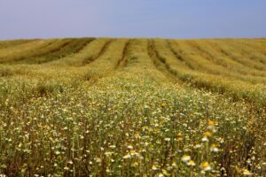 Paraná é líder e produção de camomila movimenta R$ 15 milhões