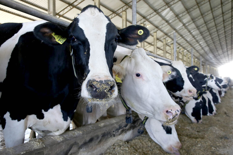 Leite em crise: produtores do Paraná se unem para sobreviver