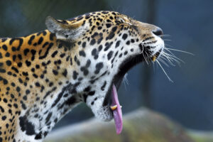 Onças na área! IAT capacita agentes para ocorrências com grandes felinos