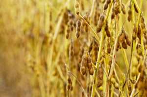 Endividamento no Agro: Recuperações Judiciais Crescem 58% em 2025