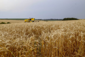 Trigo bate recorde histórico de produtividade com redução de área plantada