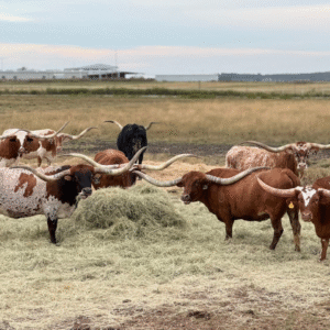 Texas Longhorn registra crescimento de 360% e consolida expansão no Brasil