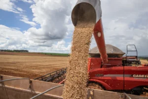 Feijão carioca e preto registram queda na maior parte das regiões