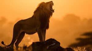 Novas regras para o IR  trazem alívio para pequenos produtores