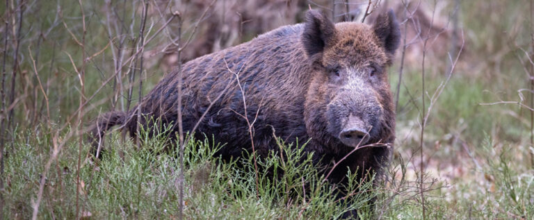 Paraná reforça combate aos javalis em parques e áreas agrícolas