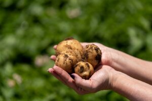 Parceria entre PepsiCo e Yara aplica tecnologia inédita no cultivo de batatas
