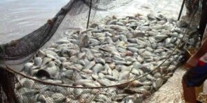 Ibama nega proibição: cultivo de tilápia segue liberado no País