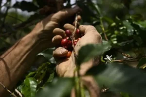 Cafés do Brasil atingem recorde de R$ 14,86 bilhões de VBP