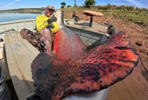 Conheça o peixe pescado em SP que respira fora d’água e pesa até 200 kg