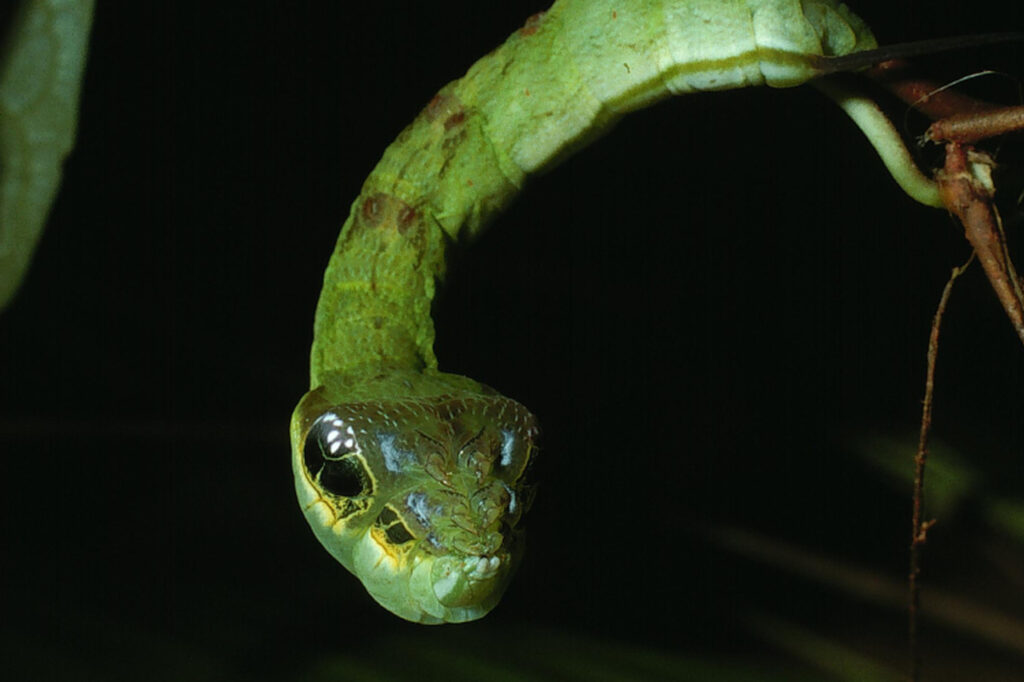 Conheça as lagartas que se disfarçam de serpentes