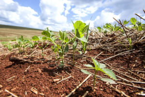 Plantio avança, mas clima irregular mantém produtor em alerta