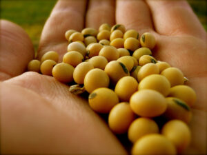 Soja deve responder por 23% do PIB do agronegócio e 5,7% da economia