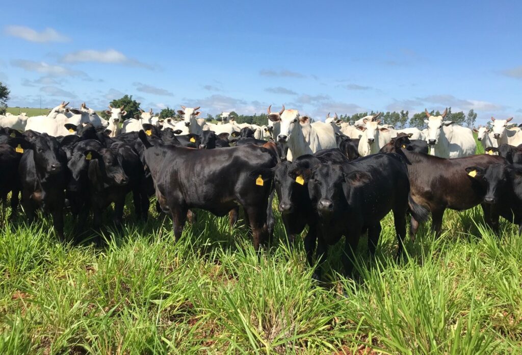 “2026 será o ano da cria”: preços do bezerro disparam