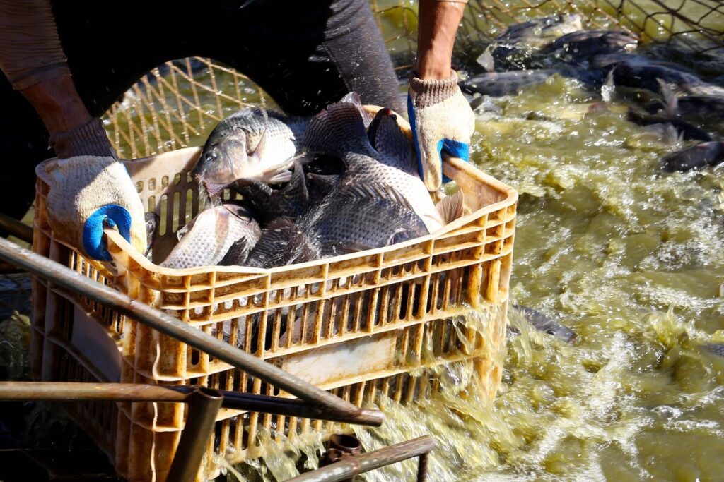 Estado desonera ICMS de insumo para produção de peixes e semente colorífica de urucum