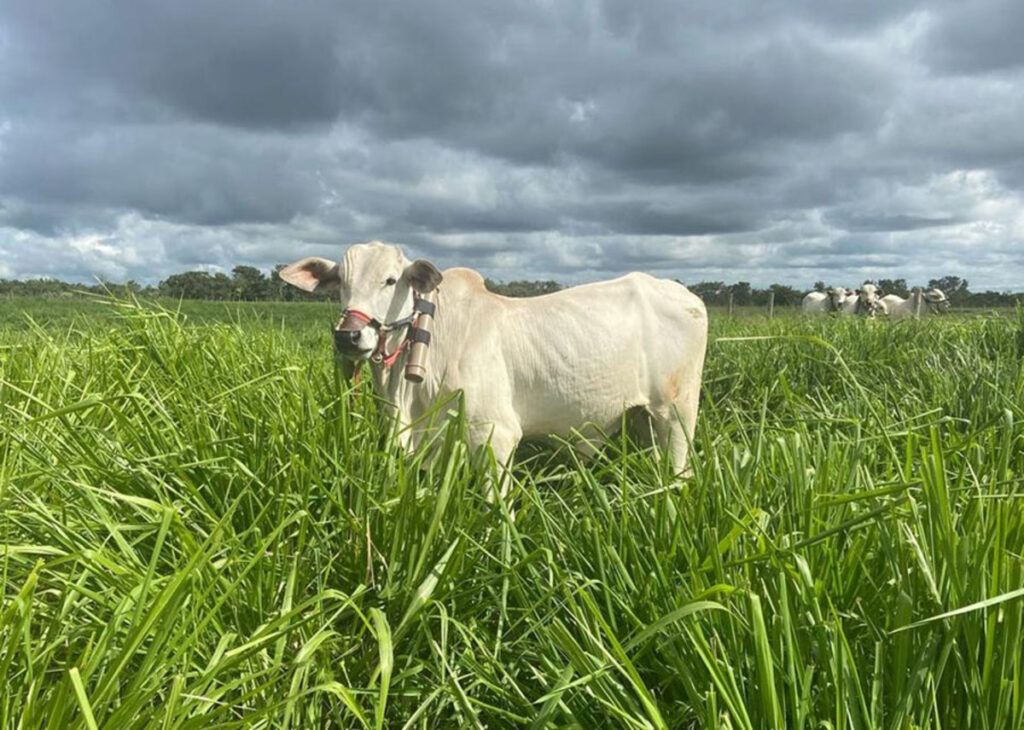 Consórcio de gramíneas com leguminosas eleva ganho de peso de bovinos e reduz emissões de metano