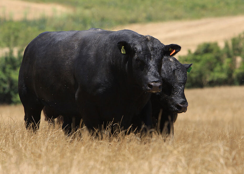 Selo inédito vai impulsionar o mercado de carnes premium