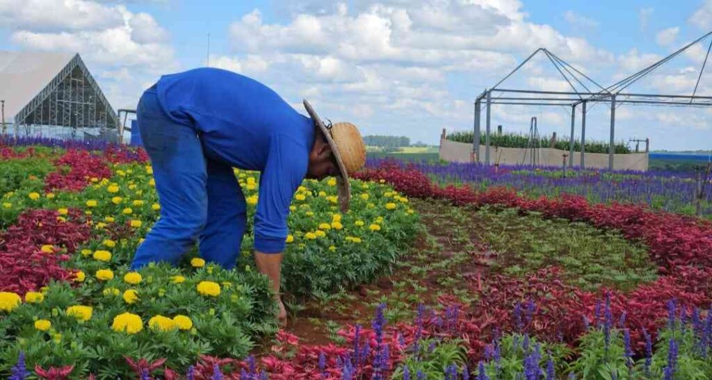O Show Rural que floresce