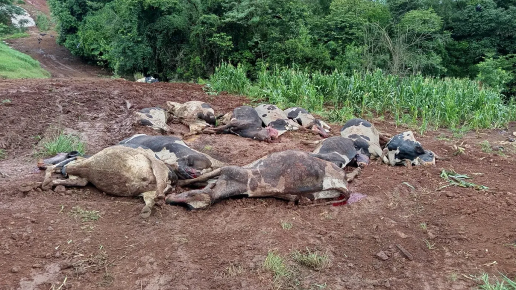 O “Vilão Invisível” do Pasto: Como uma família de agricultores perdeu 48 vacas em apenas 72 horas