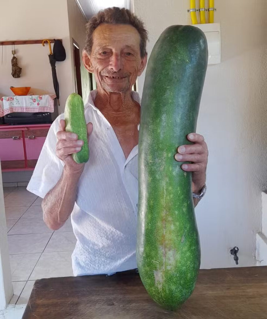 Ba-fa-fá: Pepino fora do comum vira assunto no Sul do Brasil