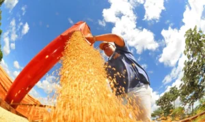 Brasil caminha para maior safra da história em 2025, diz IBGE