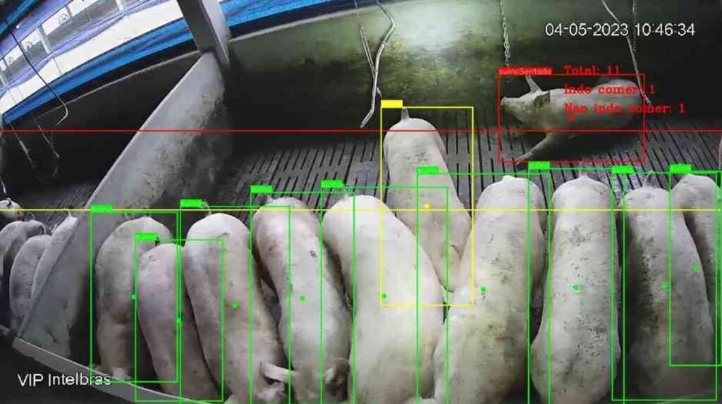 O “funcionário” que não dorme: robô revoluciona a alimentação de suínos