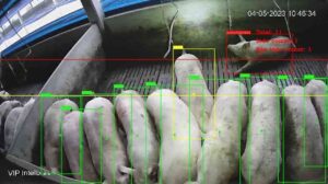 O “funcionário” que não dorme: robô revoluciona a alimentação de suínos