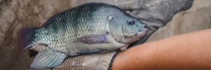 Estado eleva imposto e trava entrada de tilápia importada no mercado