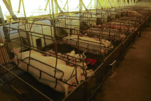 Paraná consolida liderança na exportação de suínos de raça