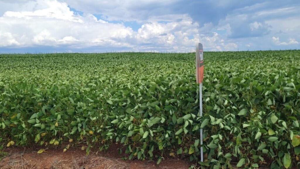 Chuvas aliviam estresse da soja no Rio Grande do Sul