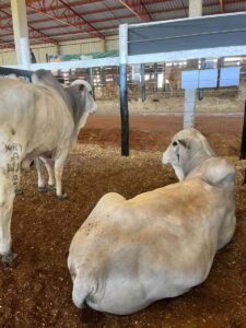 Fazenda Nelore Hetty marca presença no Show Rural com inovações e genética bovina de ponta