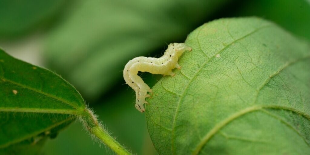 Pragas agrícolas viram ameaça às exportações