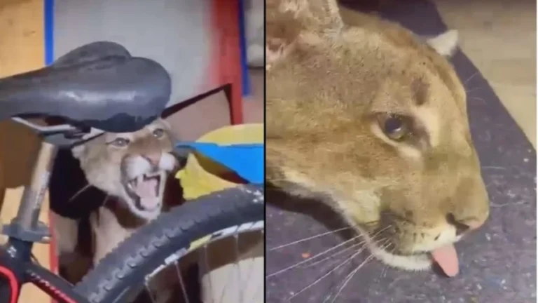 Que susto: Onça-parda é encontrada dentro de casa