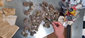 Cactos na mala e sementes no sapato: turistas são barrados com “tesouro verde”