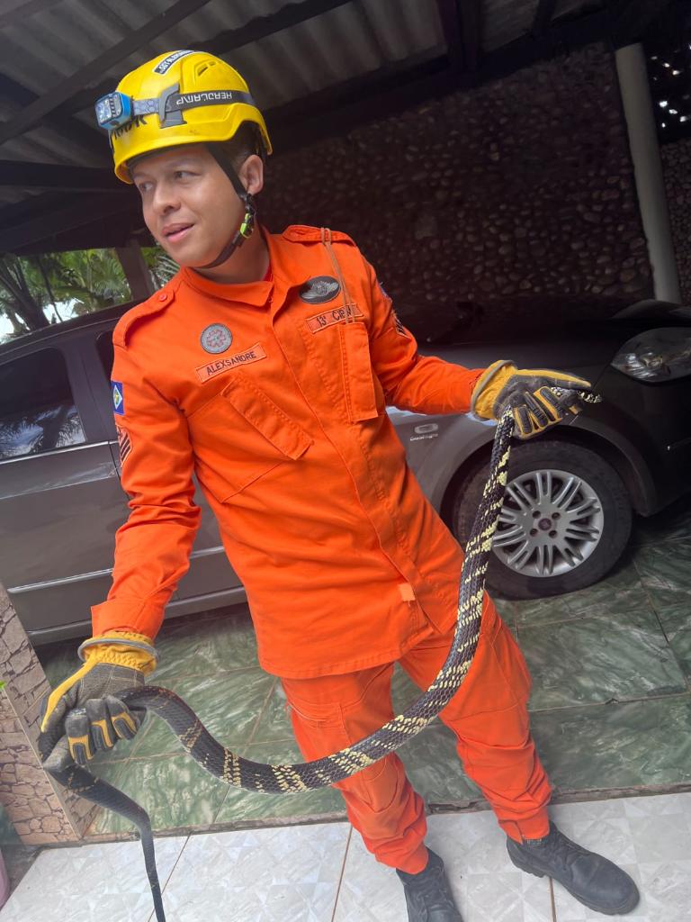 Bombeiros capturam cobra de 2,5 metros em telhado de residência