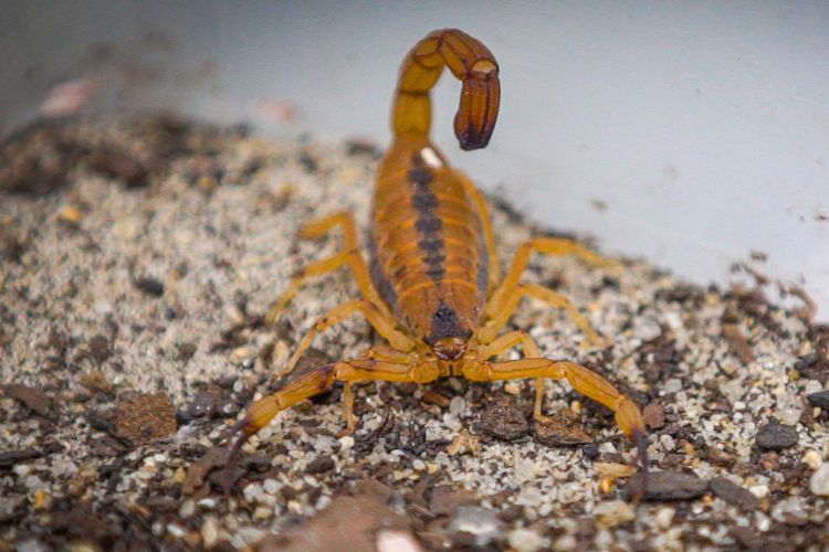 Por que os acidentes por picada de escorpião aumentaram tanto?