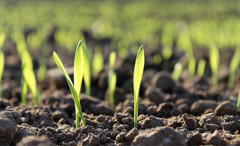 Novas regras para fiscalização de fertilizantes entram em vigor