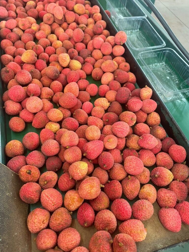 Lichia o ano todo? Variedades tardias transformam mercado