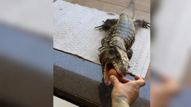 O Lagarto Teiú que escolheu uma família viralizou nas redes