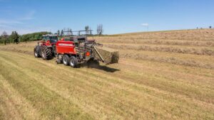 Qualidade da forragem é decisiva para a produtividade do rebanho