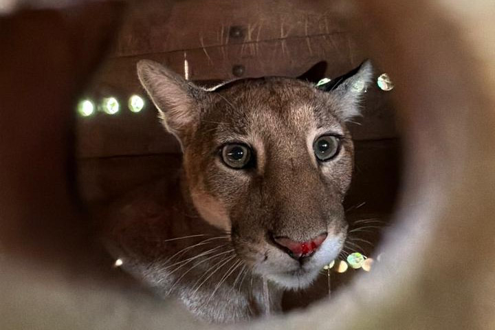 Confundiu o endereço: Onça-parda encontrada dentro de casa volta ao seu lar doce lar