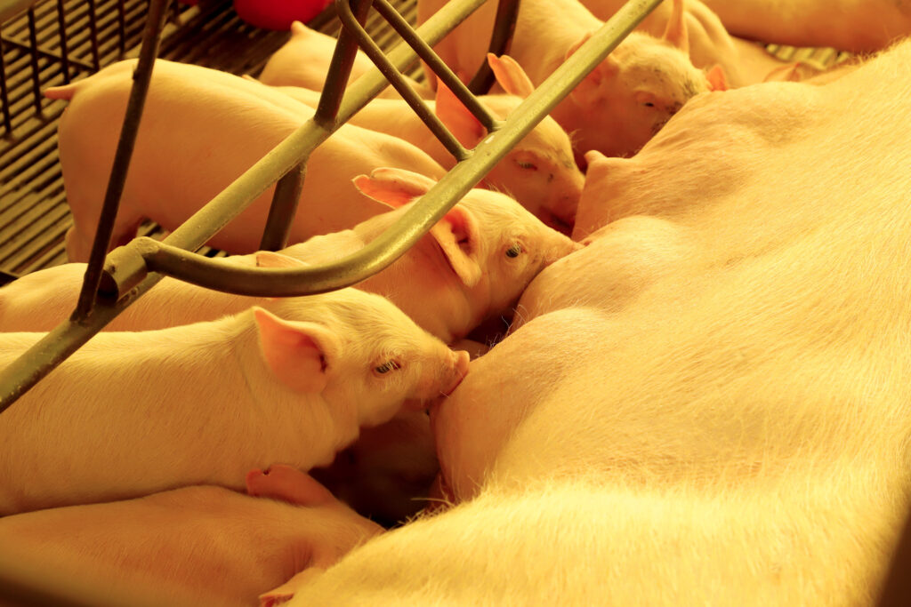 Agro forte: Genética suína e supersafra impulsionam o Paraná