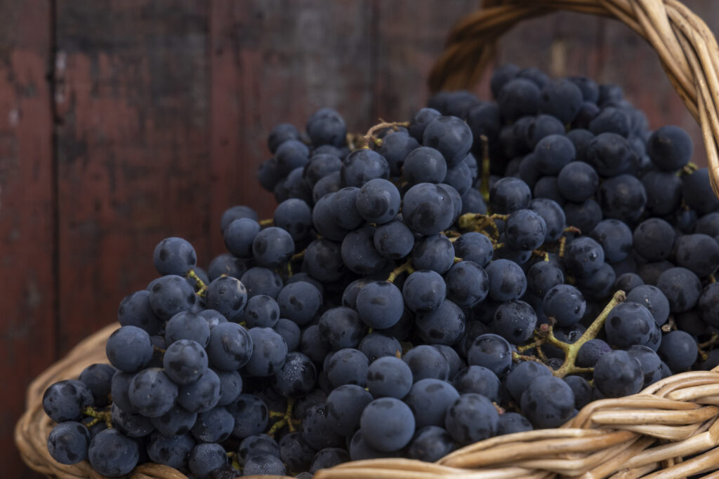 Do campo ao brinde: Paraná transforma uva em potência econômica
