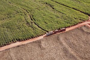 Colheita de soja atinge 14% e safras de feijão e cana-de-açúcar têm boa produtividade
