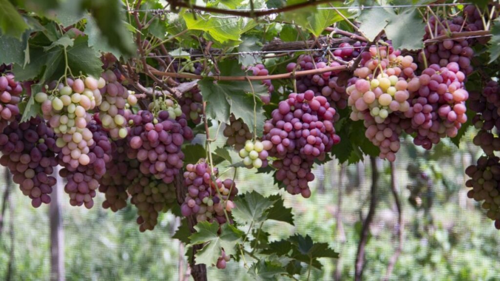 RS teve chuvas abaixo da média histórica em fevereiro