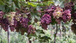 RS teve chuvas abaixo da média histórica em fevereiro