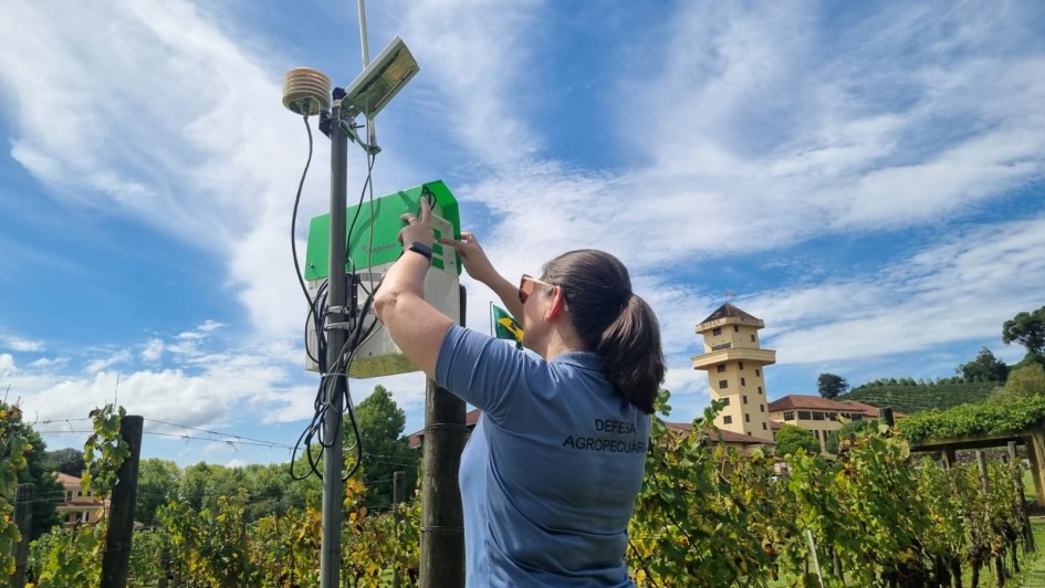 Equipamento de inteligência artificial é testado para monitoramento de insetos em videiras