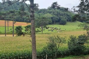 Agricultor aposta na diversificação e fortalece a soberania alimentar