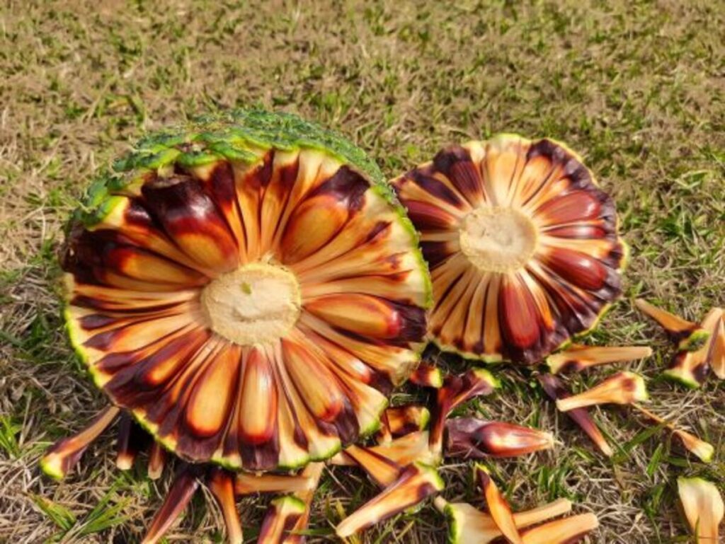 Safra começa com menos pinhão no RS