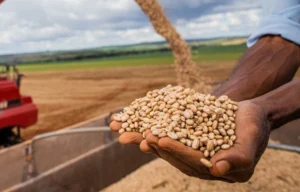 Mercado do feijão segue travado com demanda fraca e pressão sobre preços