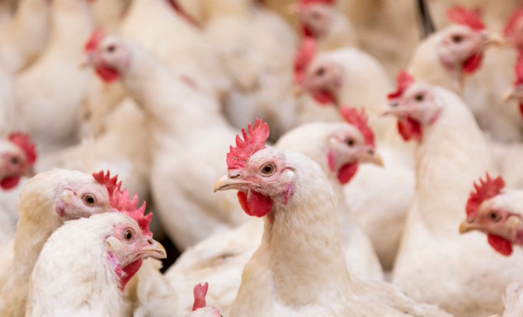 Mapa prorroga por mais 180 dias o estado de emergência zoossanitária